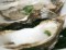 Oesters met mojito dressing