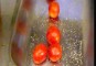 Tomaten poffen
