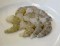 Scampi's schoonmaken